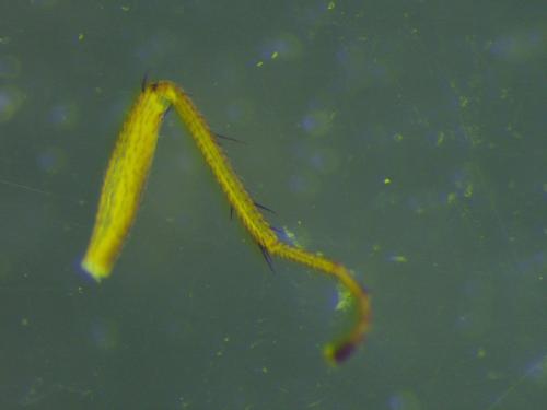 Lonchoptera bifurcata